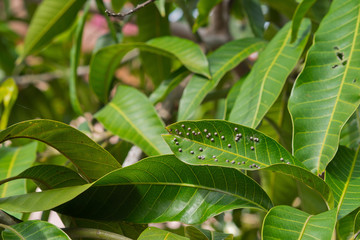 disease green leaves Fungus 