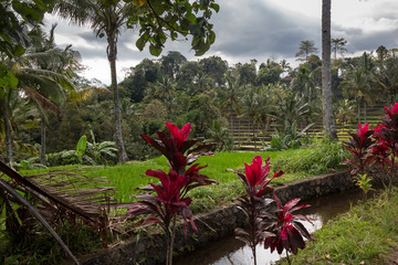 Reisterrassen Javas - Indonesien