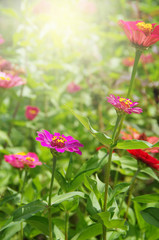 Obraz na płótnie Canvas beautiful pink flowers on the outdoor park, Gerbera flower