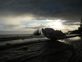 夕暮れの海と貝殻と吸い殻