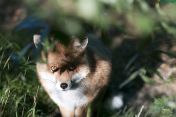 Red fox (vulpes vulpes)