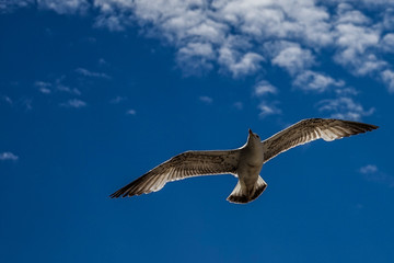 Flying Seagull