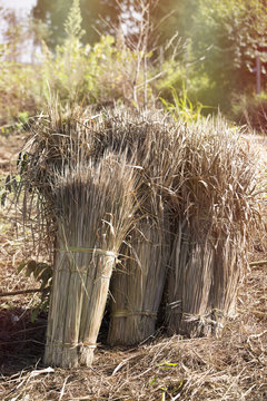 Dried rice under the sunlight of harvest seson