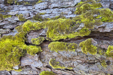 green moss background texture beautiful in nature on tree