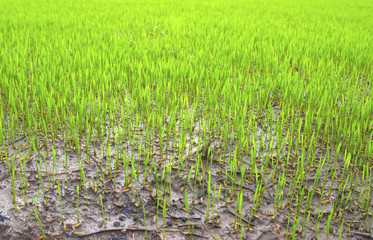 Close-up of green rice seedling growing out of soil