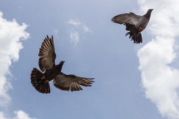 空高く・鳩