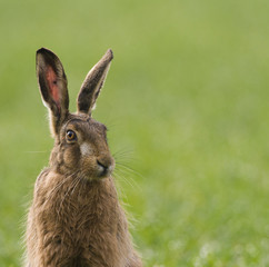 Brown Hares (lepus europaeus)