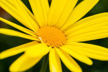 Super close shot of a yellow flower