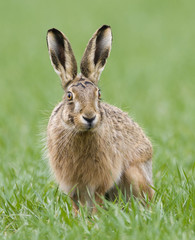 Brown Hares (lepus europaeus)