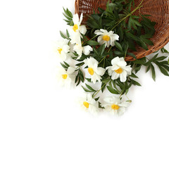 Beautiful white peonies in wooden basket on white background. Top view.
