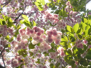 光を浴びる満開の八重桜