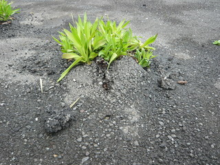 アスファルトから生える雑草