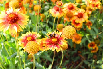 Yellow flowers and bee