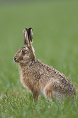 Brown Hares (lepus europaeus)