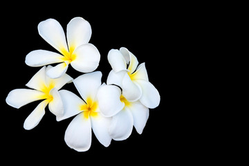 White frangipani flower on black background
