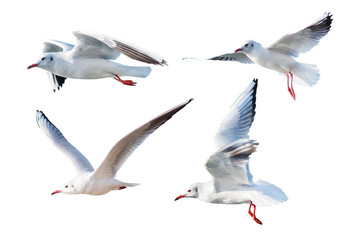 Seagulls flying style Isolated on white background,clipping path.