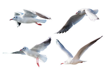 Seagulls flying style Isolated on white background,clipping path.