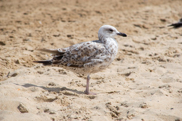 Naklejka na ściany i meble Seagull standing on the beach.
