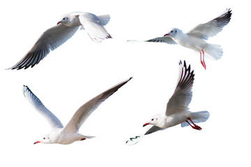 Obraz premium Seagulls flying style Isolated on white background,clipping path.