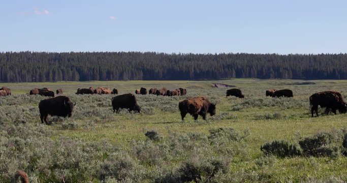 Buffalo herd moving across a prairie 4k 24fps