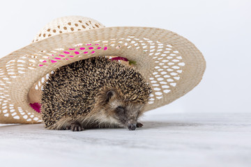 Hedgehog under the hat © murmakova