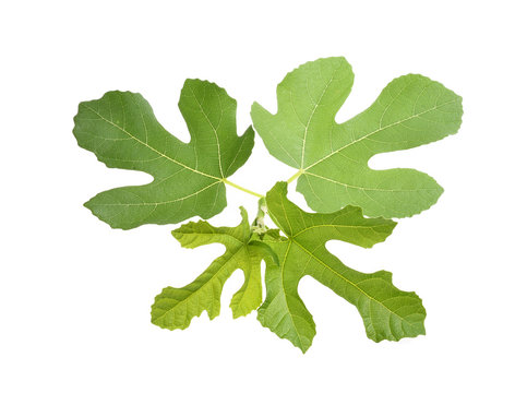 Green  fig leaf isolated on white background