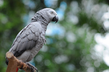 Burung beo Burung perak