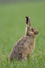 Brown Hares (lepus europaeus)