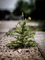 yellow sowthistle spouting in the gap between paving stones