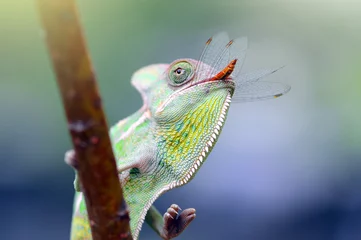 Photo sur Plexiglas Caméléon chameleons, chameleon phanter,