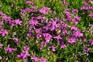 Obraz premium pink moss flowers