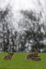 Brown Hares (lepus europaeus)