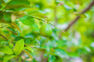 Lemon on the tree