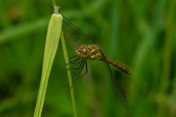 Weibliche Libelle der kleinen blauen Pfeils