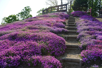 pink moss flowers on the slope of the hill with the stairway