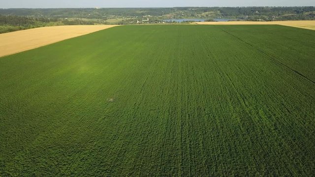 Aerial flight over green field of soy and wheat