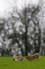 Brown Hares (lepus europaeus)