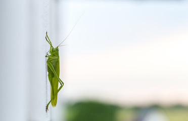 Grash&uuml;pfer sitzt auf einer wei&szlig;en Wand Macro