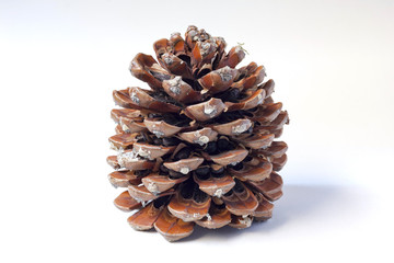 Isolated Pine Cone with Resin Close-Up