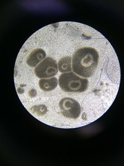 Microscopic view on life