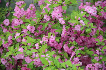Nature, flowers, lilac, dandelions, yellow, green, sky, mountains, hills, trees, plant, grass, river, bridge, waves, rose, red, cherry, sakura, pink, bushes, dry, summer, clouds, Distant, birds, trave