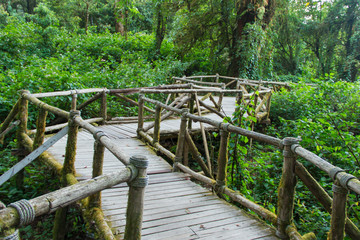 wooden bridge in the rain forest