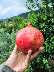 A hand holding a big pomegranate