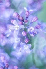 Fototapeta na wymiar Tender lilac abstract with a very soft focus.