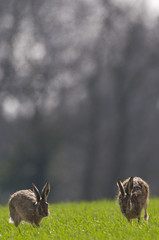 Brown Hares (lepus europaeus)