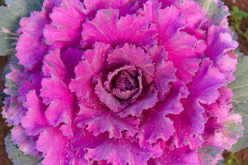Flowering purple cabbage