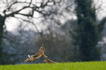 Brown Hares (lepus europaeus) boxing
