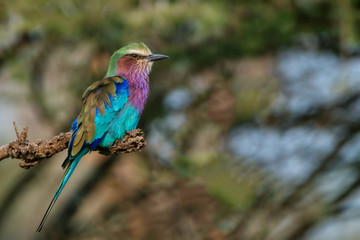 Lilac-breasted roller or Coracias caudatus