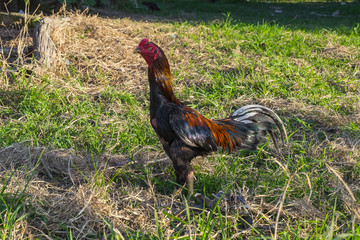 local rooster in the farm