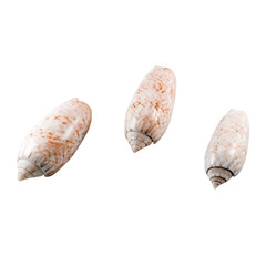 Beautiful sea shell,conus nussatella, isolated on white background For posters, sites, business cards, postcards, interior design, labels and stickers.